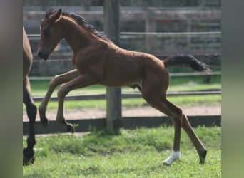 Deutsches Reitpony, Hengst, 2 Jahre, Brauner