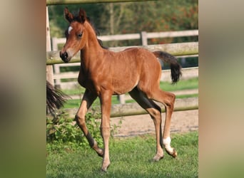 Deutsches Reitpony, Hengst, 2 Jahre, Brauner