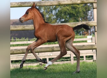 Deutsches Reitpony, Hengst, 2 Jahre, Brauner