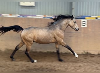 Deutsches Reitpony, Hengst, 2 Jahre, Buckskin