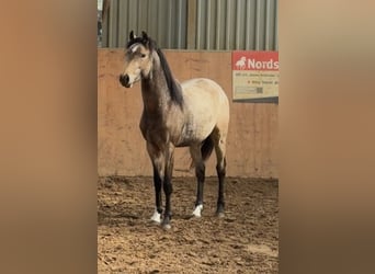 Deutsches Reitpony, Hengst, 2 Jahre, Buckskin