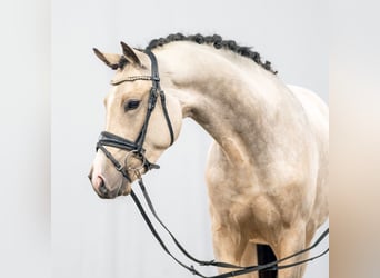 Deutsches Reitpony, Hengst, 2 Jahre, Buckskin
