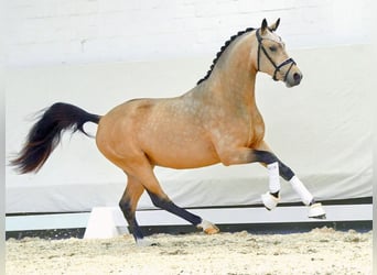 Deutsches Reitpony, Hengst, 2 Jahre, Buckskin