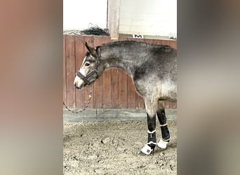 Deutsches Reitpony, Hengst, 2 Jahre, Buckskin