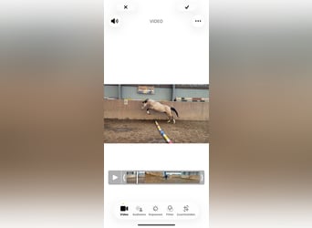 Deutsches Reitpony, Hengst, 2 Jahre, Buckskin