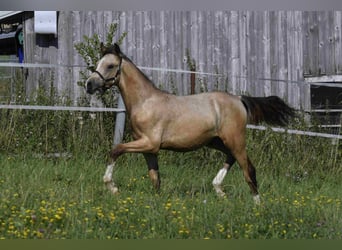 Deutsches Reitpony, Hengst, 2 Jahre, Buckskin
