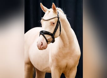 Deutsches Reitpony, Hengst, 2 Jahre, Cremello