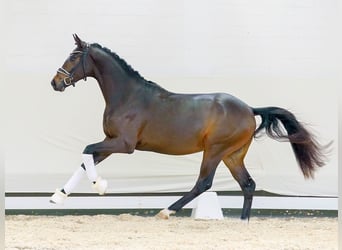 Deutsches Reitpony, Hengst, 2 Jahre, Dunkelbrauner