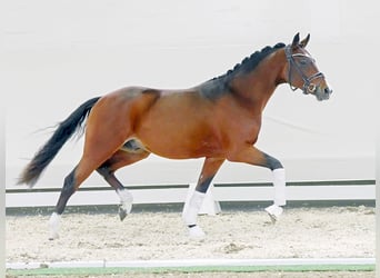 Deutsches Reitpony, Hengst, 2 Jahre, Dunkelbrauner