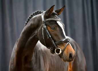 Deutsches Reitpony, Hengst, 2 Jahre, Dunkelbrauner