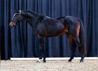 Deutsches Reitpony, Hengst, 2 Jahre, Dunkelbrauner