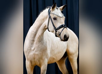 Deutsches Reitpony, Hengst, 2 Jahre, Falbe