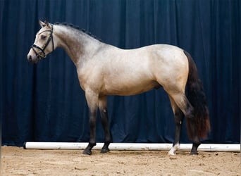 Deutsches Reitpony, Hengst, 2 Jahre, Falbe