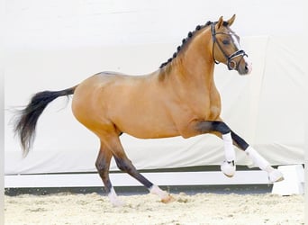 Deutsches Reitpony, Hengst, 2 Jahre, Falbe