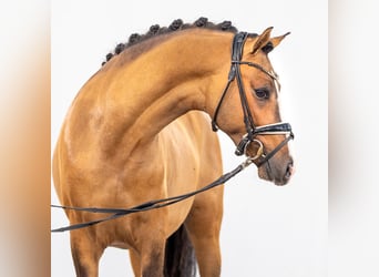 Deutsches Reitpony, Hengst, 2 Jahre, Falbe