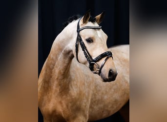 Deutsches Reitpony, Hengst, 2 Jahre, Falbe