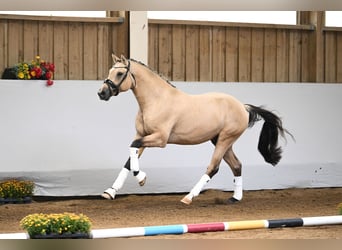 Deutsches Reitpony, Hengst, 2 Jahre, Falbe