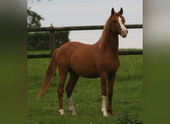 Deutsches Reitpony, Hengst, 2 Jahre, Fuchs