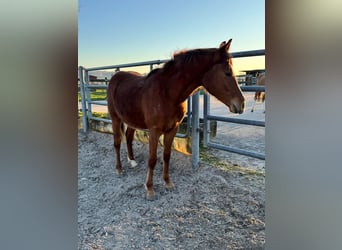 Deutsches Reitpony, Hengst, 2 Jahre, Fuchs