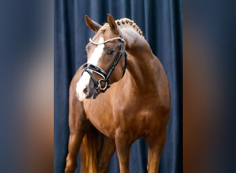 Deutsches Reitpony, Hengst, 2 Jahre, Fuchs