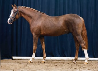 Deutsches Reitpony, Hengst, 2 Jahre, Fuchs