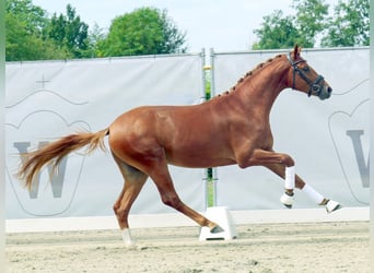 Deutsches Reitpony, Hengst, 2 Jahre, Fuchs