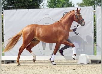 Deutsches Reitpony, Hengst, 2 Jahre, Fuchs