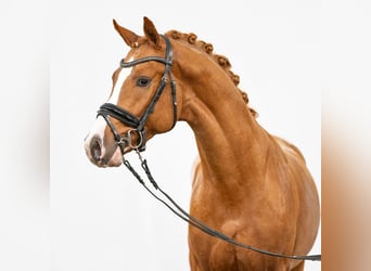 Deutsches Reitpony, Hengst, 2 Jahre, Fuchs