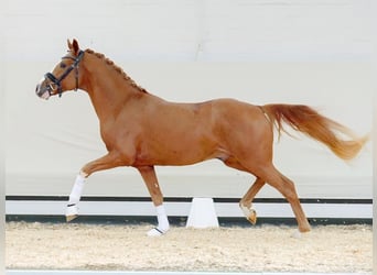 Deutsches Reitpony, Hengst, 2 Jahre, Fuchs