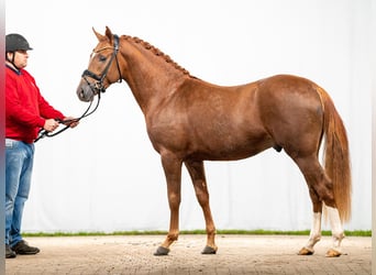 Deutsches Reitpony, Hengst, 2 Jahre, Fuchs