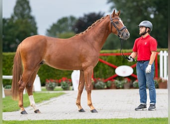 Deutsches Reitpony, Hengst, 2 Jahre, Fuchs