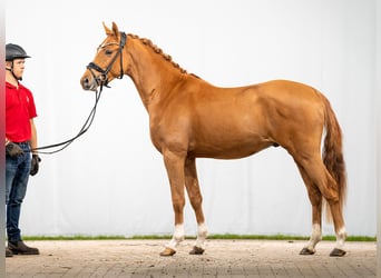 Deutsches Reitpony, Hengst, 2 Jahre, Fuchs