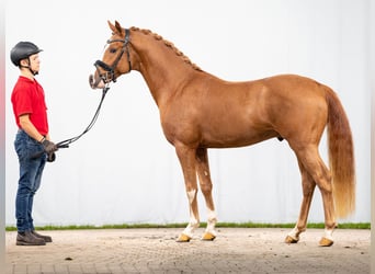 Deutsches Reitpony, Hengst, 2 Jahre, Fuchs