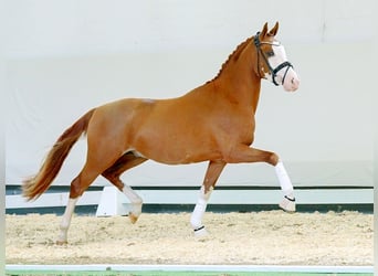 Deutsches Reitpony, Hengst, 2 Jahre, Fuchs