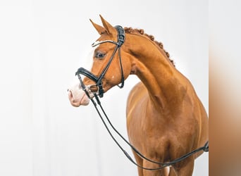 Deutsches Reitpony, Hengst, 2 Jahre, Fuchs