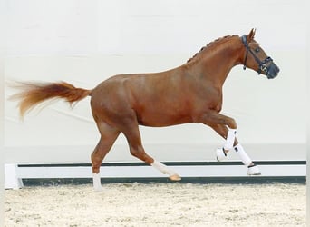 Deutsches Reitpony, Hengst, 2 Jahre, Fuchs