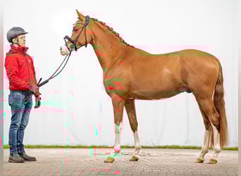 Deutsches Reitpony, Hengst, 2 Jahre, Fuchs