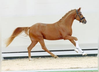 Deutsches Reitpony, Hengst, 2 Jahre, Fuchs