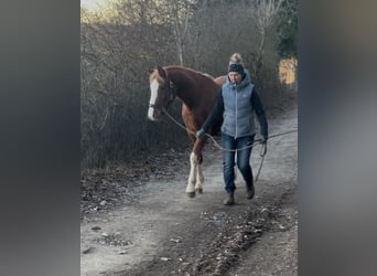 Deutsches Reitpony, Hengst, 2 Jahre, Fuchs
