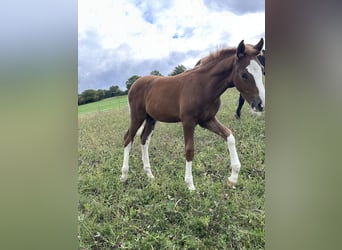 Deutsches Reitpony, Hengst, 2 Jahre, Fuchs