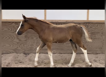Deutsches Reitpony, Hengst, 2 Jahre, Fuchs