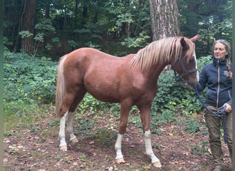 Deutsches Reitpony, Hengst, 2 Jahre, Fuchs