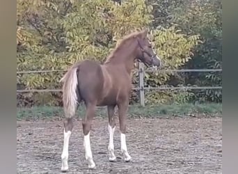 Deutsches Reitpony, Hengst, 2 Jahre, Fuchs