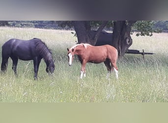 Deutsches Reitpony, Hengst, 2 Jahre, Fuchs