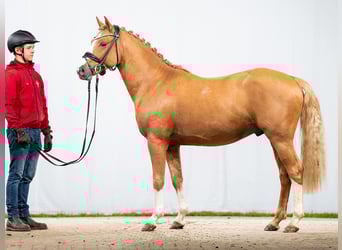 Deutsches Reitpony, Hengst, 2 Jahre, Fuchs