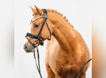 Deutsches Reitpony, Hengst, 2 Jahre, Fuchs