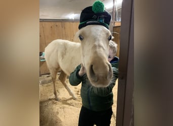 Deutsches Reitpony, Hengst, 2 Jahre, Palomino