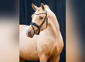 Deutsches Reitpony, Hengst, 2 Jahre, Palomino