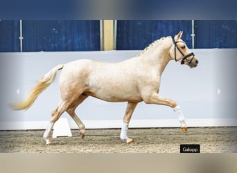Deutsches Reitpony, Hengst, 2 Jahre, Palomino