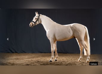 Deutsches Reitpony, Hengst, 2 Jahre, Palomino